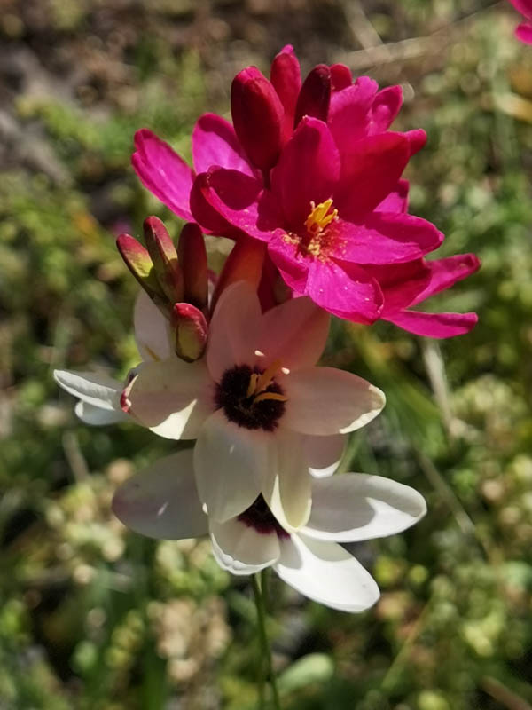Ixia sp x hort